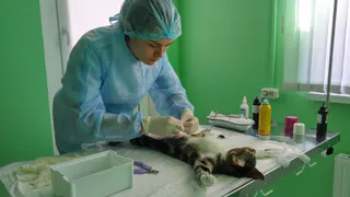 Малоимущим и пожилым нижнекамцам предлагают бесплатно стерилизовать питомцев