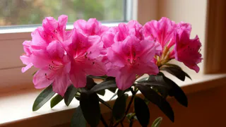 8 растений, от которых волосы встают дыбом даже у бывалых цветоводов. Новички с такими и подавно не справятся