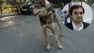 "Действовал сотрудник полиции некомпетентно" - рязанский активист о нашумевшей истории с псом Мухтаром