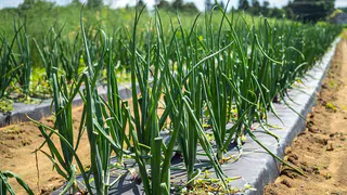 Июньский уход за луком: как заложить основу для богатого урожая