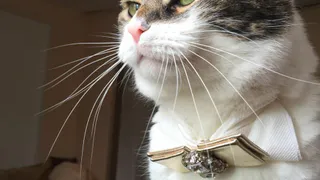 Тоша, Матрос, Тема: пушистые иждивенцы на конкурс читателей Pro Города