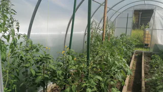 Посыпьте этим огурцы, помидоры и перцы: вредители и грибковые заболевания уйдут навсегда