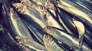 Была названа самая полезная рыба - ешьте 2 раза в неделю, богата селеном, фосфором и хороша на вкус