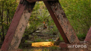 Агрессивная лиса пробралась в сады Магнитогорска и напугала жителей