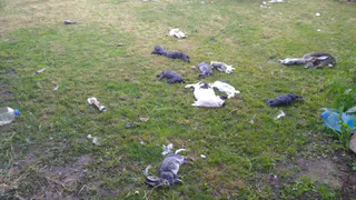 Отлов не справляется: в Пронске собаки убили 18 кроликов