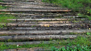 В Коми объем лесозаготовки снизился на 12%