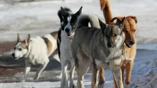 Бездомные собаки в Пензенском районе атаковали четырех человек за последние два месяца