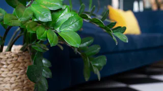 Даже трухлявая палка покроется листвой - вот как обязательно полить замиокулькас в октябре