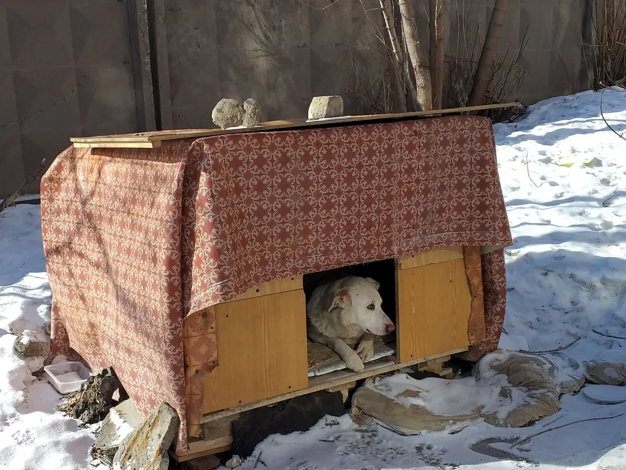 Дай лапку: уличный пес по кличке Белый пригрел четырех щенков
