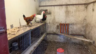 За содержание петухов и кур на даче - штраф 10 тысяч рублей: приняли новое решение для всех россиян