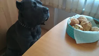 Почему собаки не любят, когда им пристально смотрят в глаза