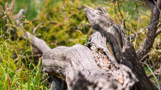 Суд обязал компанию устранить нарушения пожарной безопасности в лесу во Владимирской области