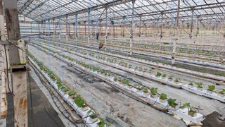 В поселке Вольгинский заработала большая теплица по выращиванию огурцов