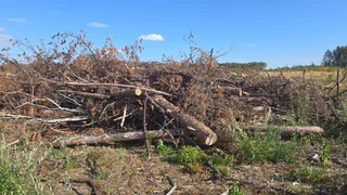 В Гусевском лесничестве Владимирской области проблемы с утилизацией порубочных остатков