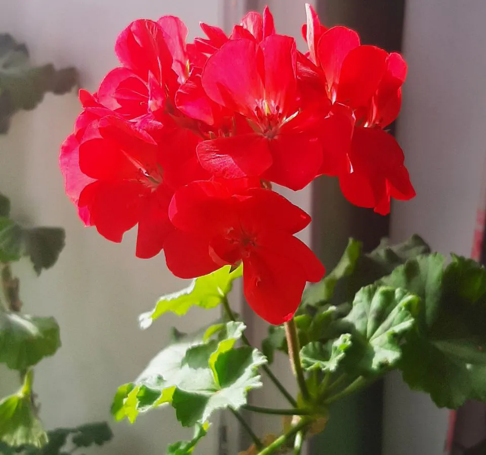 Моя герань цветёт зимой, как летом: а всего — одна таблетка в воду