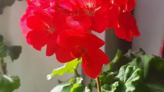 Моя герань цветёт зимой, как летом: а всего — одна таблетка в воду