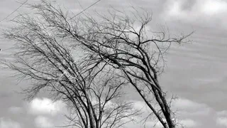 МЧС предупредило рязанцев о сильных порывах ветра 16 апреля