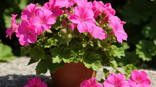 1 стаканчик превратит ветку герани в пышный куст – черенки герани выпустят «щётку» корней: рабочий способ размножения