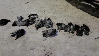 "Птичий потрошитель?": в одном из городов Коми нашли стайку мертвых голубей