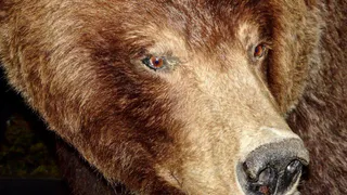 Косолапый продолжает бродить рядом с людьми в Коми