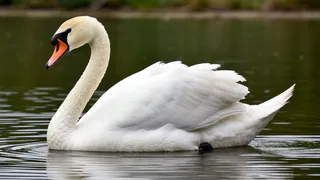 Вот почему охотники никогда не едят лебедя, хотя в нем много мяса. Гусей же едят. Что не так с этой птицей