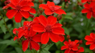 Изумительно яркий многолетник заполонит сад красными шапками соцветий: не поливаю, не кормлю - живет сам по себе