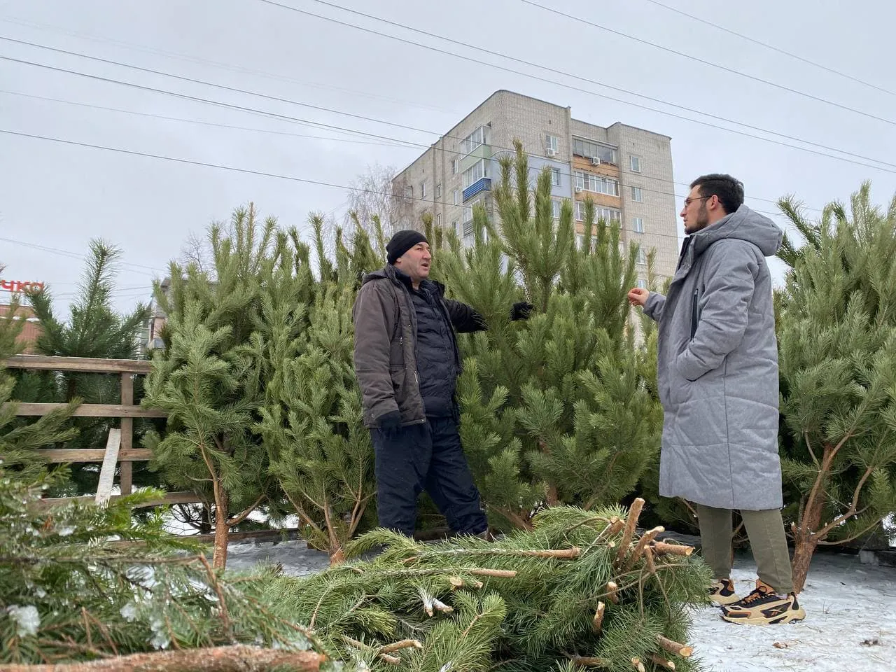 Ель или сосна: в Рязани открылись ёлочные базары