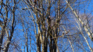 Погода в Коми 29 марта удивит разницей в 19 градусов между районами