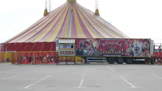 Зоозащитники не хотят пускать в Рязань передвижные цирки из-за случая с тигренком