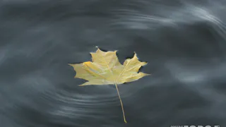 В Рязани будет утренний туман и переменная облачность