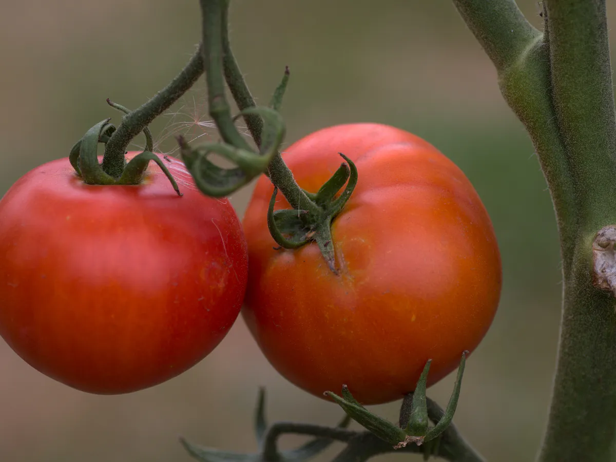 Листья томатов скрутились «лодочкой» — кинула под куст лишь 1 горсть: выпрямились как солдаты в армии