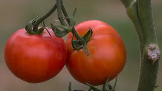 Листья томатов скрутились «лодочкой» — кинула под куст лишь 1 горсть: выпрямились как солдаты в армии