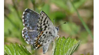 Учёные обнаружили под Рязанью необычную бабочку 