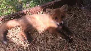 Хозяйка "Занимательного парка": "Мне проще было убить лебедя"
