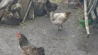 Курятники под строгим запретом: приняли новое решение для всех россиян, которые держат кур