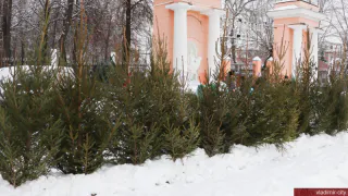 Стало известно, куда владимирцы могут сдать новогодние ёлки после праздника