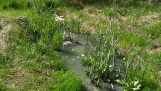 В Песочне люди задыхаются из-за зловонного ручья