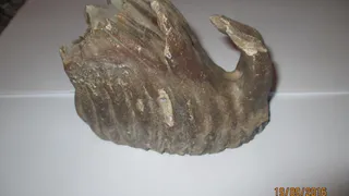 В Нижнекамском районе найден зуб мамонта