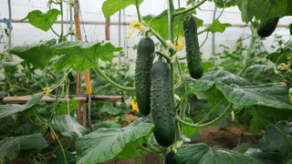 Те самые 3 сорта - до 8 кг хрустящих огурцов с каждого куста порадуют вас: сладкие, ароматные и без капли горечи