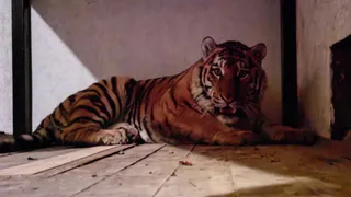 В Пензенском зоопарке у тигрицы Златы появился новый друг