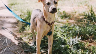 Дай лапку: Софа, Феликс и Чернушка ждут своих хозяев