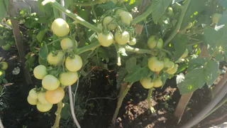 «Пичкаю» помидоры содой и уже 4 года получаю богатый урожай: по 11−13 кг плодов с кустика