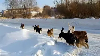 Московская фирма сорвала контракт на отлов бездомных собак в Коми