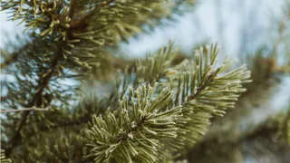 В Семеновском лесничестве нелегально уничтожили несколько сосен