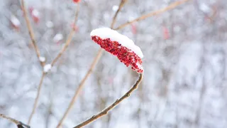 Аномальные заморозки: Челябинская область готовится к внезапному похолоданию