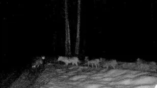 11 волков засняли фотоловушкой в рязанском Окском заповеднике
