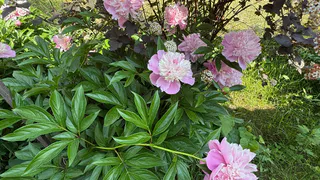 Дачники, осенью к пионам подходите с секатором в руках: вот что с ними нужно сделать