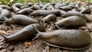 Слизни за ночь сбегут с огорода: секретное средство из СССР, которое есть в каждом доме