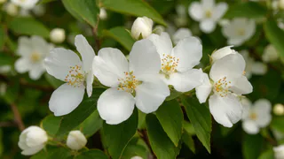 Сирень в пролёте: этот эффектный кустарник радует цветением с лета до зимы и превращает сад в пушистое облачко круглый год