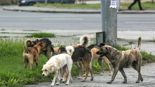 В Никольске началась проверка по факту гибели собак во время отлова животных
